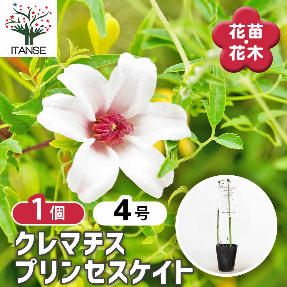 クレマチス プリンセスケイト 【花苗 4号／1個売り】｜ 【植物の