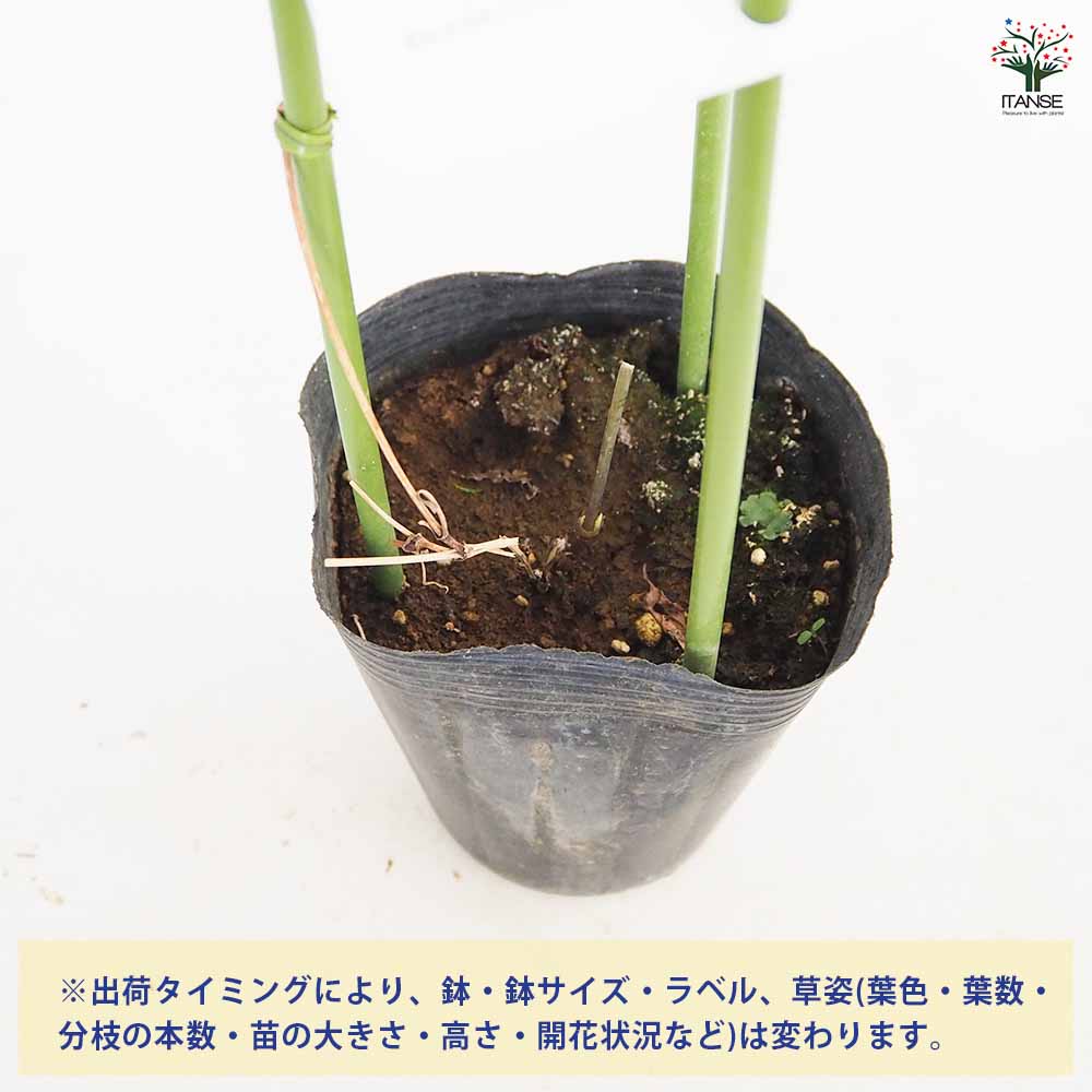 クレマチス プリンセスケイト 【花苗 4号／1個売り】｜ 【植物の