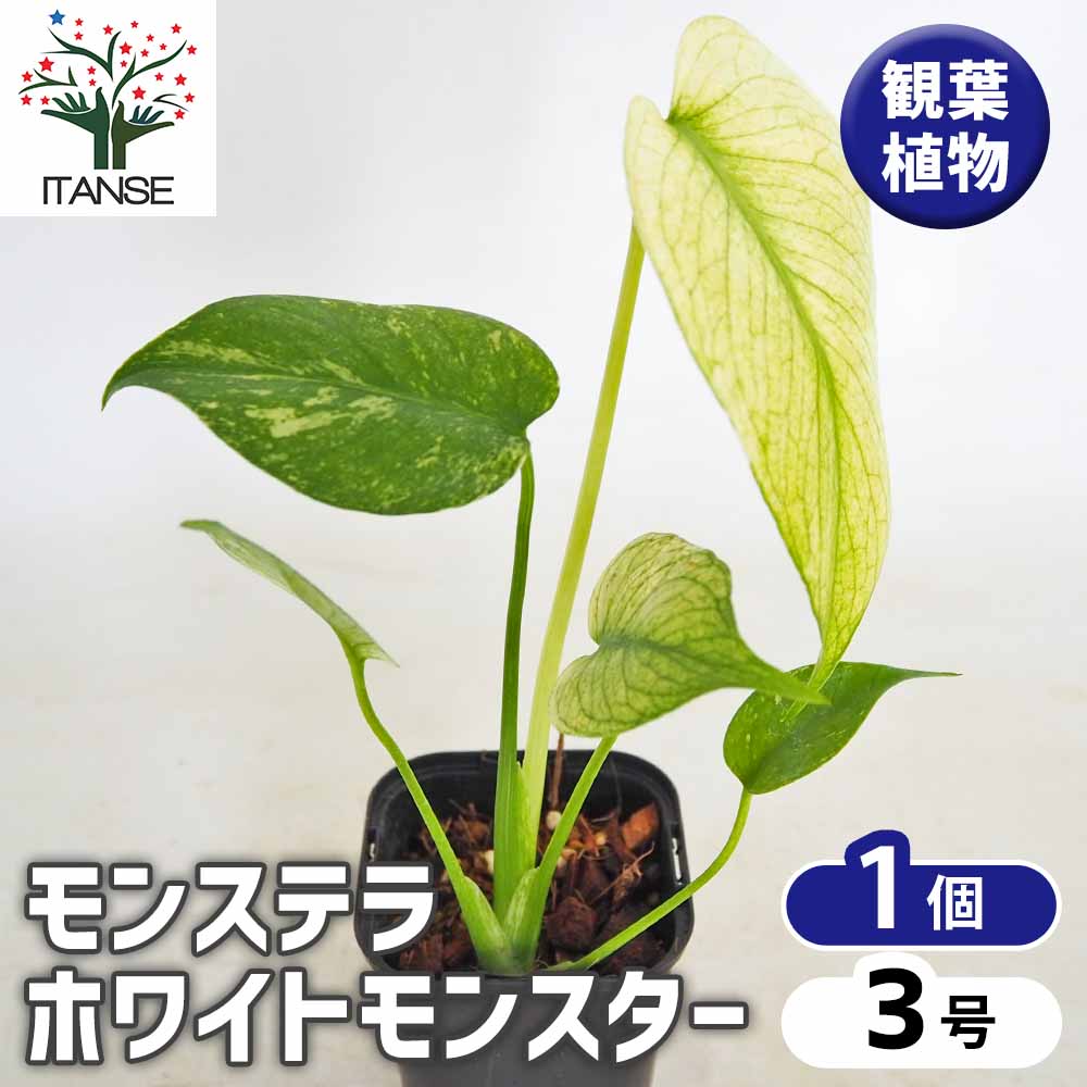 モンステラ ホワイトモンスター 【観葉植物 3号／1個売り】｜ 【植物の