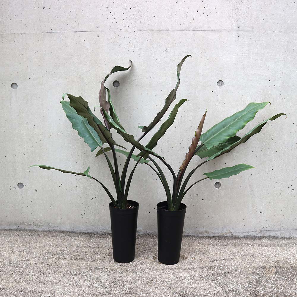 アロカシア・ラウテルバキアナ【観葉植物 3.5号ロングポット仕立て／1