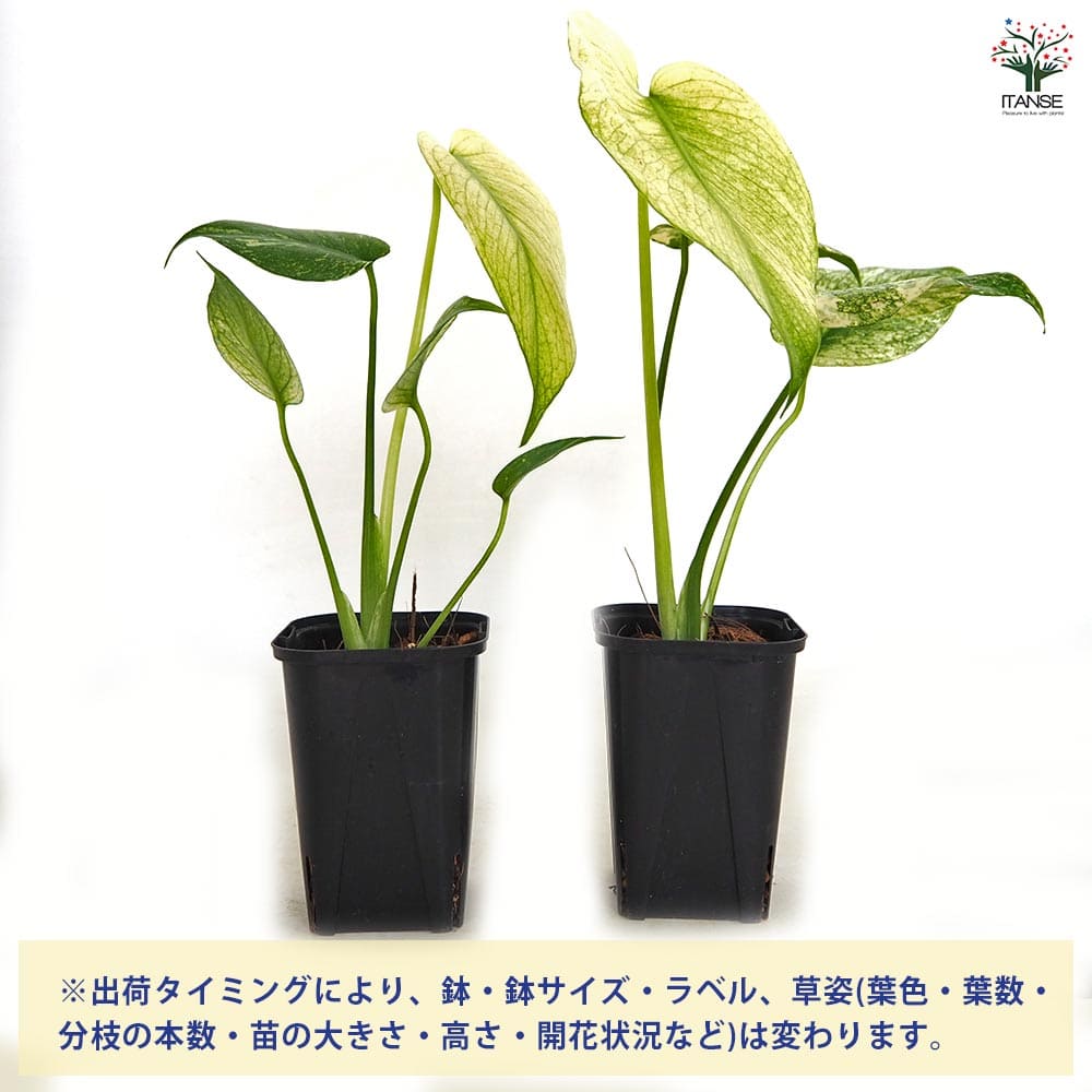 モンステラ ホワイトモンスター 【観葉植物 3号／1個売り】｜ 【植物の