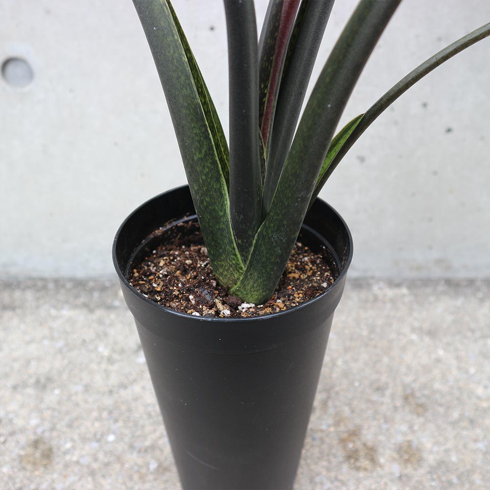 アロカシア・ラウテルバキアナ【観葉植物 3.5号ロングポット仕立て／1