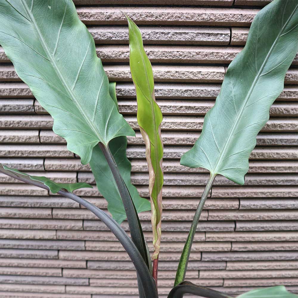 アロカシア・ラウテルバキアナ【観葉植物 3.5号ロングポット仕立て／1