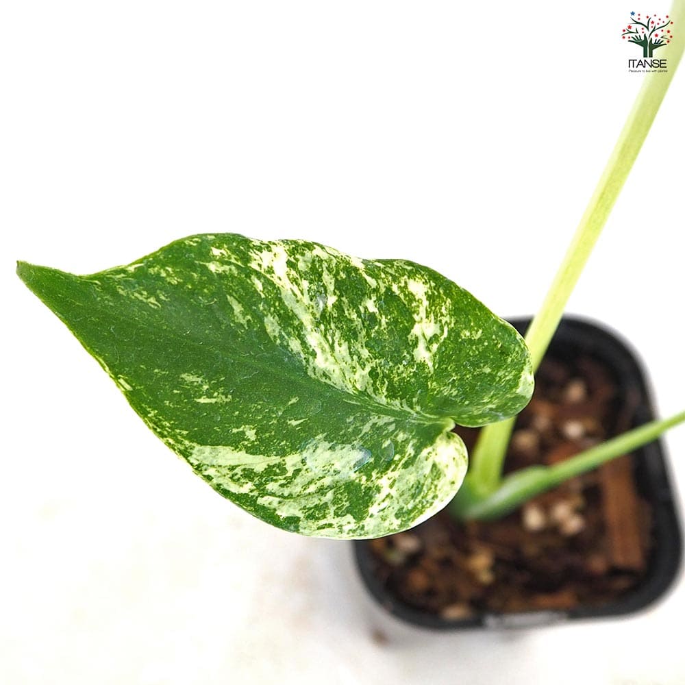 モンステラ ホワイトモンスター 【観葉植物 3号／1個売り】｜ 【植物の