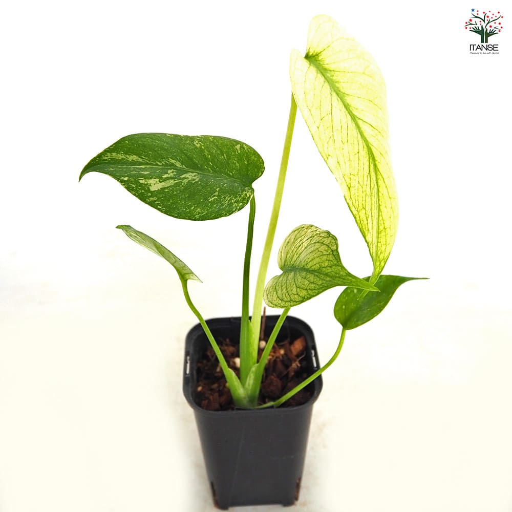 モンステラ ホワイトモンスター 【観葉植物 3号／1個売り】｜ 【植物の