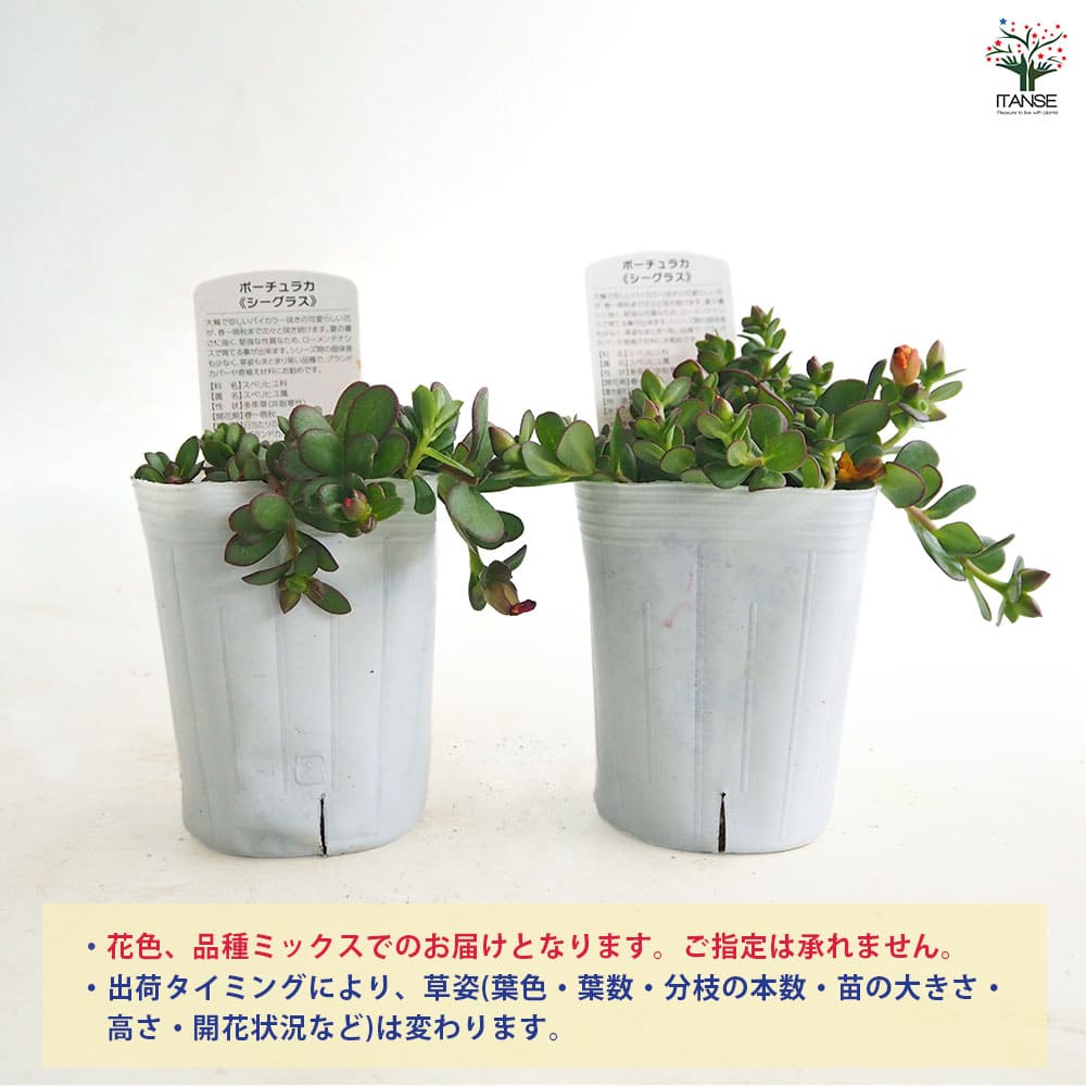 ポーチュラカ シーグラス品種見計らい2個～ 【花苗 3号】｜ 【植物の