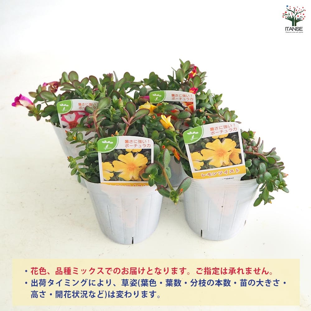 ポーチュラカ シーグラス品種見計らい2個～ 【花苗 3号】｜ 【植物の