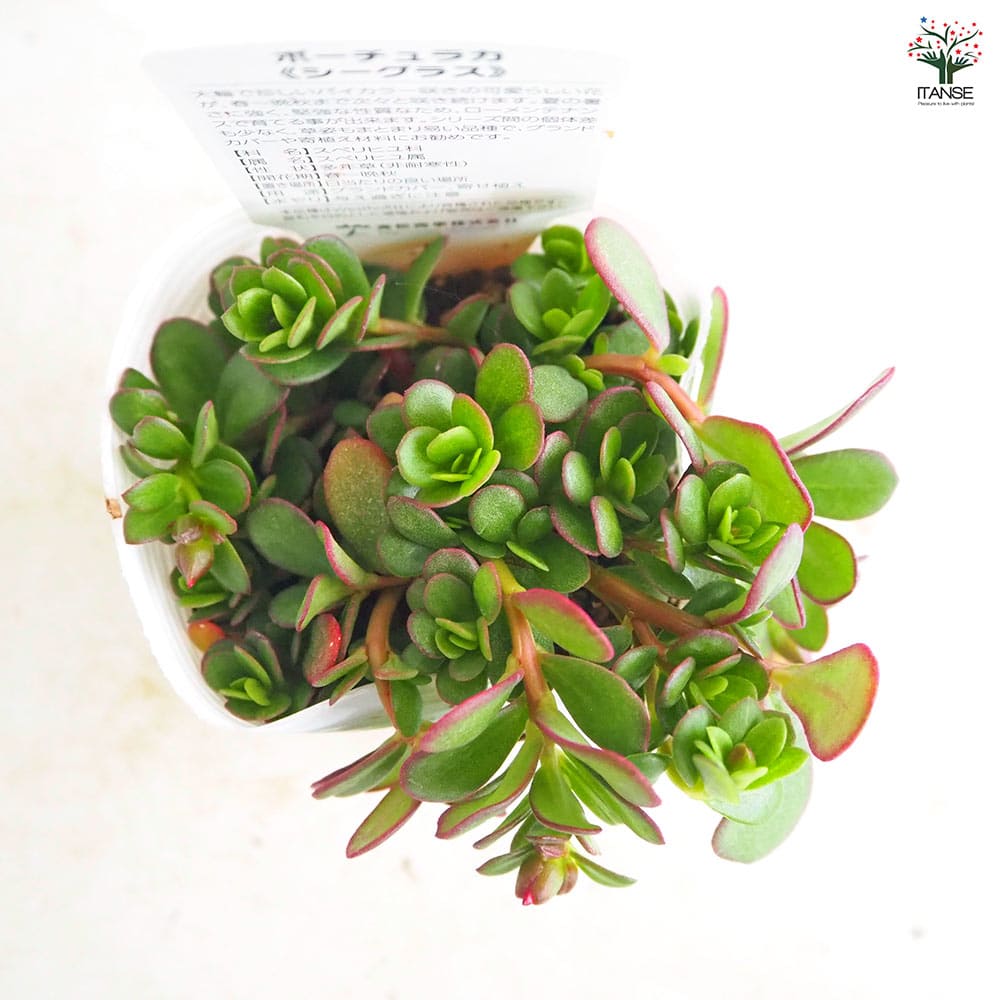 ポーチュラカ シーグラス品種見計らい2個～ 【花苗 3号】｜ 【植物の