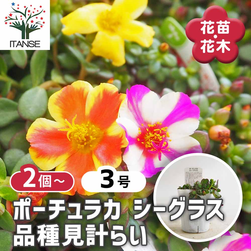 ポーチュラカ シーグラス品種見計らい2個～ 【花苗 3号】｜ 【植物の