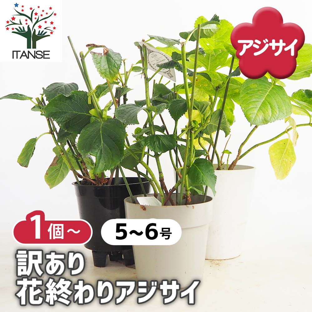 アジサイ 訳ありアジサイ 【花木苗 5号】｜ 【植物のITANSE