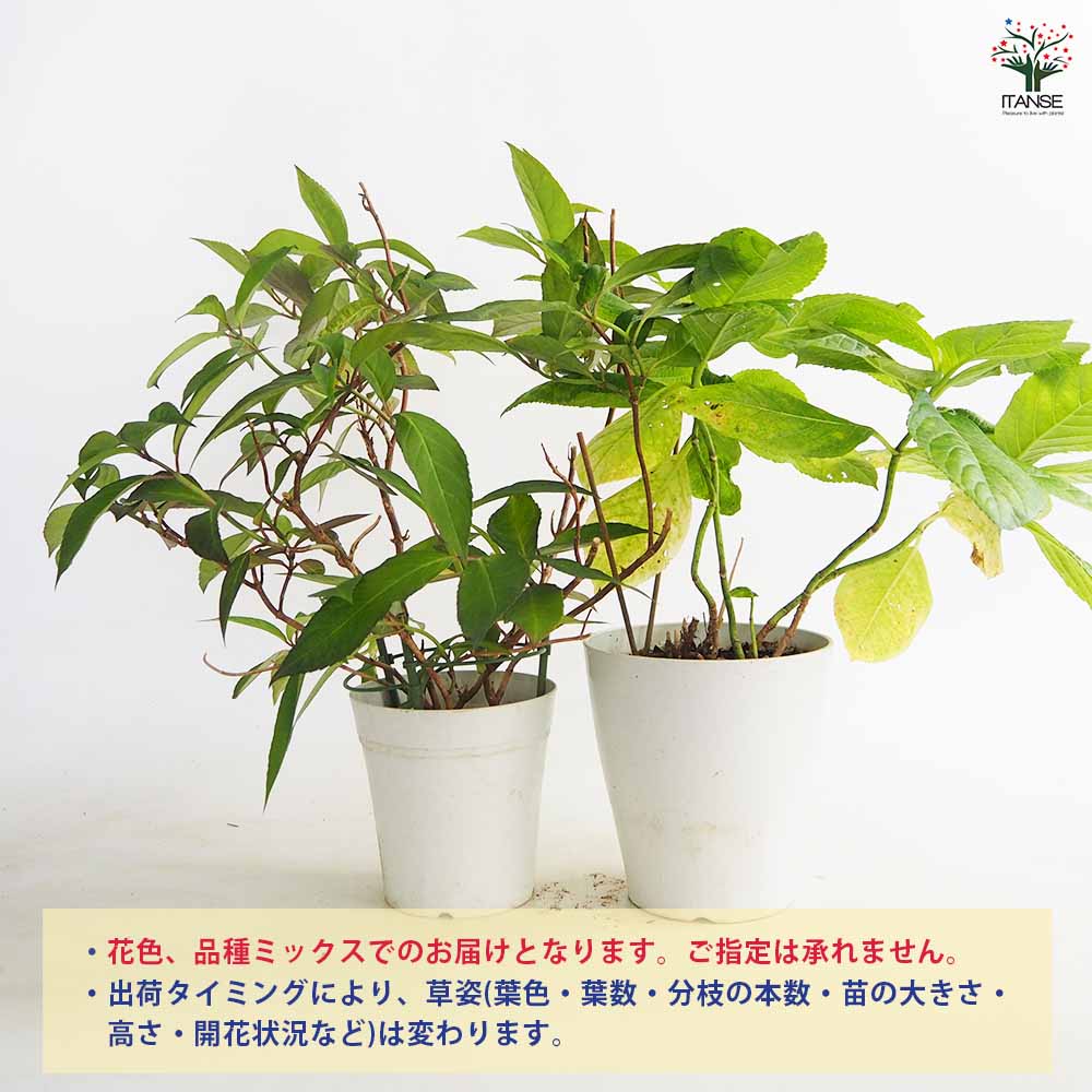 アジサイ 訳ありアジサイ 【花木苗 5号】｜ 【植物のITANSE