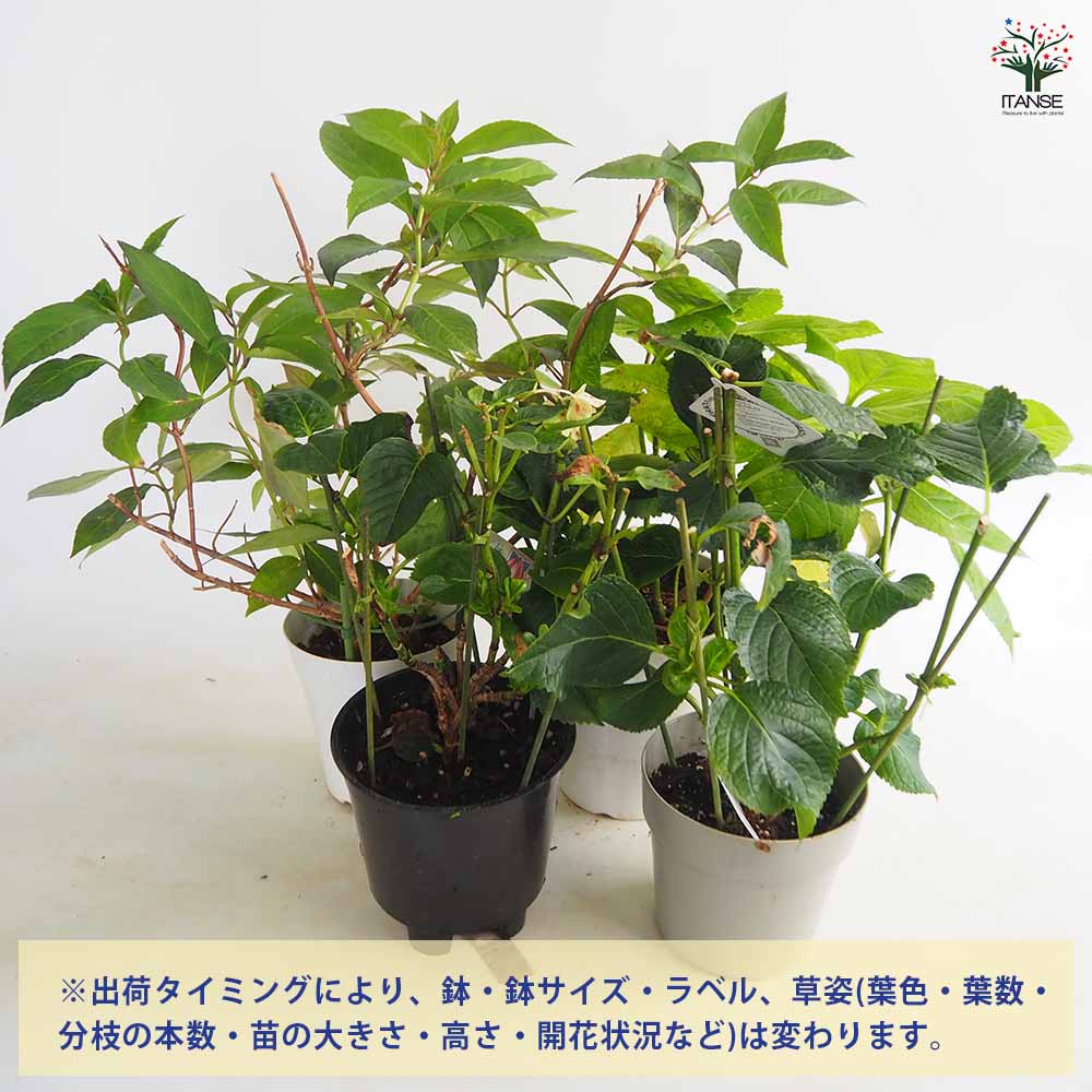 アジサイ 訳ありアジサイ 【花木苗 5号】｜ 【植物のITANSE