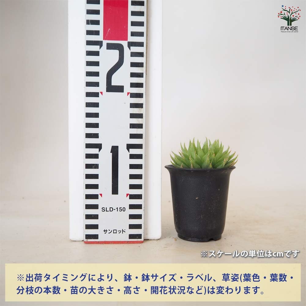 ハオルチア テネラデラスト 【多肉植物 2.5号／1個売り】｜ 【植物の