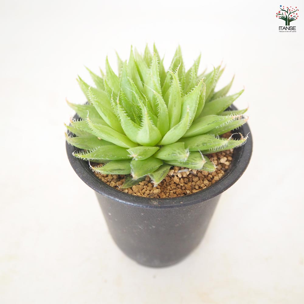 ハオルチア テネラデラスト 【多肉植物 2.5号／1個売り】｜ 【植物の
