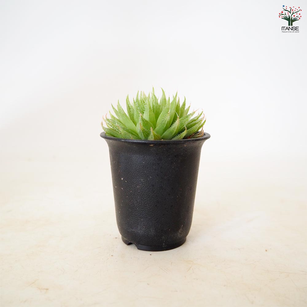 ハオルチア テネラデラスト 【多肉植物 2.5号／1個売り】｜ 【植物の