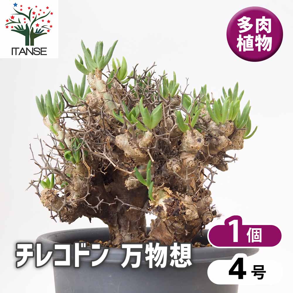 チレコドン 万物想 【 多肉植物 4号 ／1個売り 】｜ 【植物の