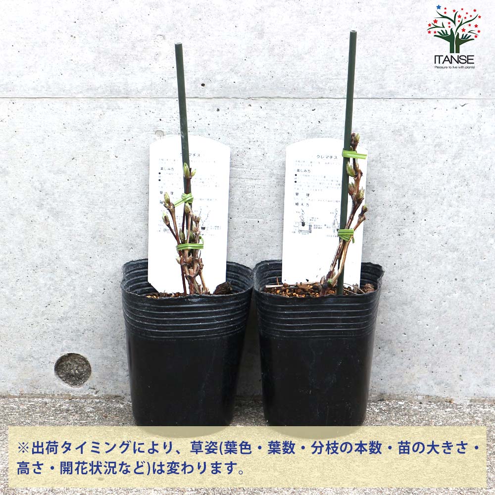 クレマチス 大流(おおながれ)【花苗 3.5号ロングポット／1個売り