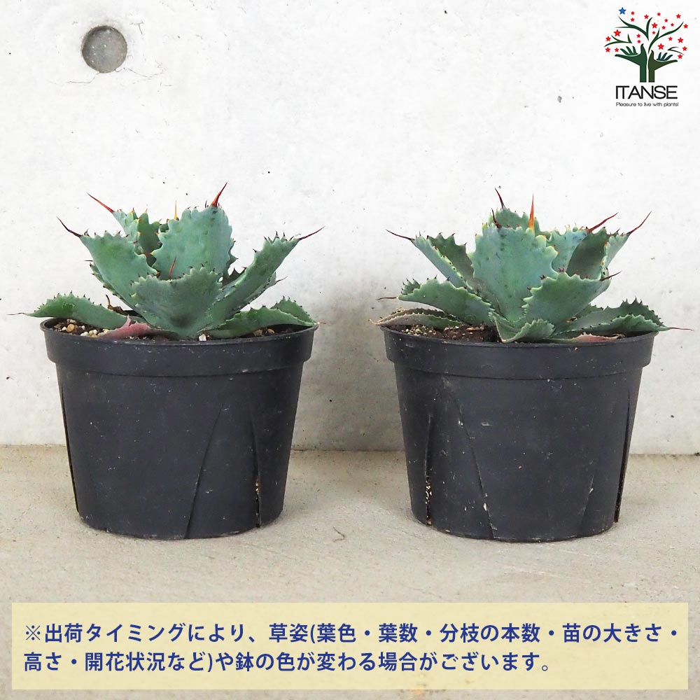 アガベ ポタトラム スポーン【多肉植物 5号鉢／1個売り