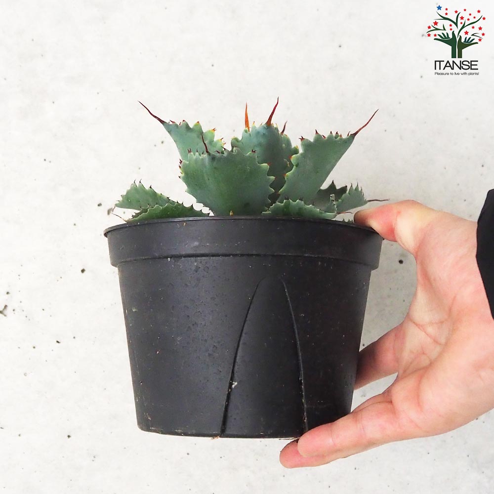 アガベ ポタトラム スポーン【多肉植物 5号鉢／1個売り】｜ 【植物の