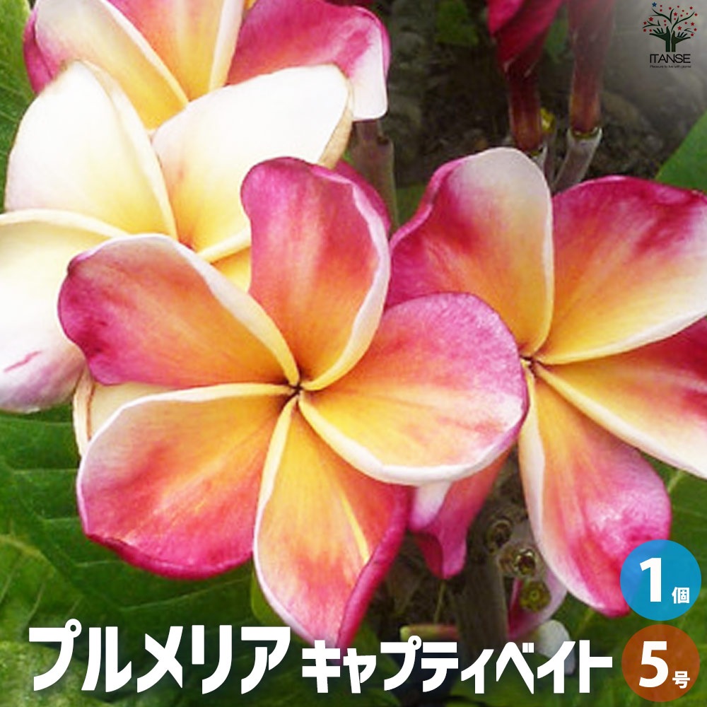 プルメリア苗木 品種：キャプティベイト【花苗 5号鉢／1個売り