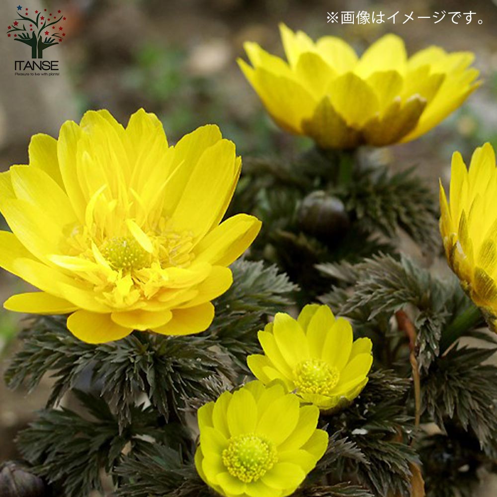 福寿草　フクジュソウ 福寿草 (フクジュソウ) 【花苗 3号ポット】｜ 【植物のITANSE