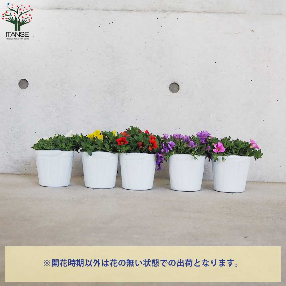 観葉植物等　まとめて譲渡 敬老の日ギフト♪ご注文受付中です！ | 沖縄熱帯植物管理株式会社