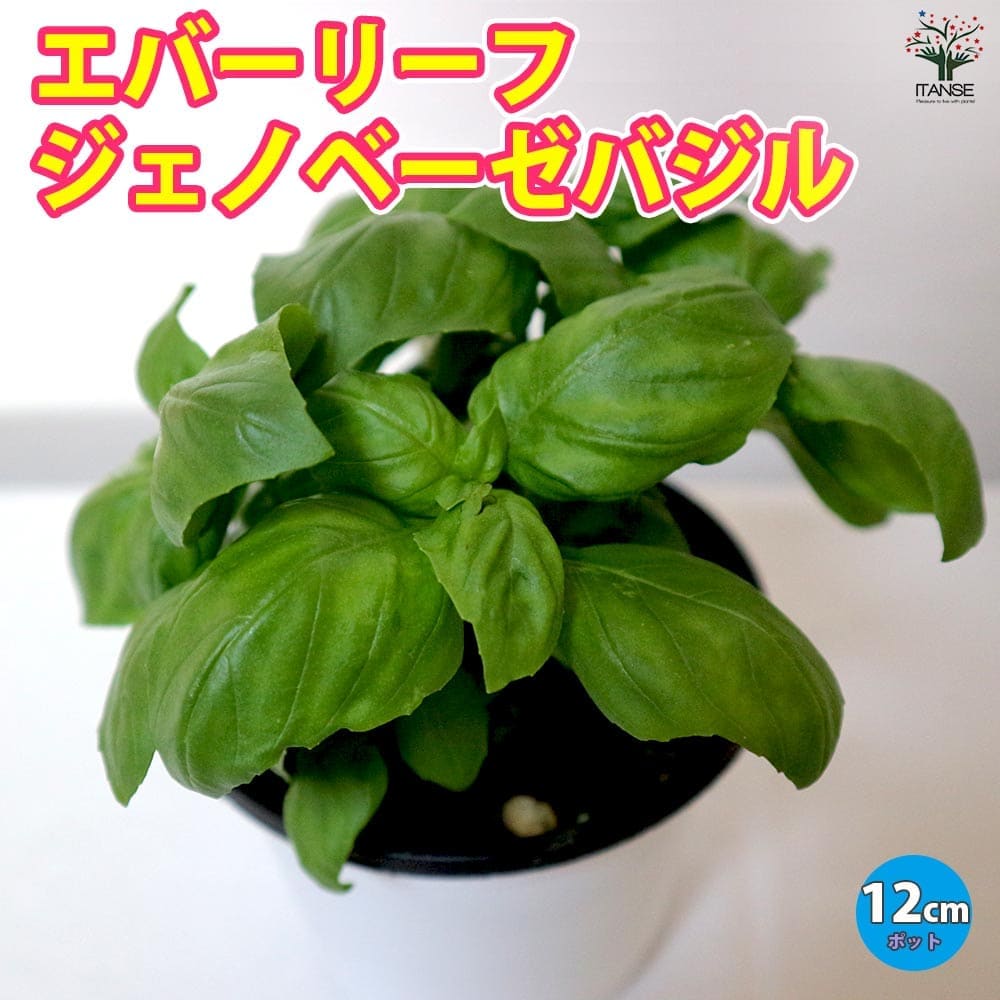 エバーリーフ ジェノベーゼ スイートバジルの苗【ハーブ苗 12cmポット】