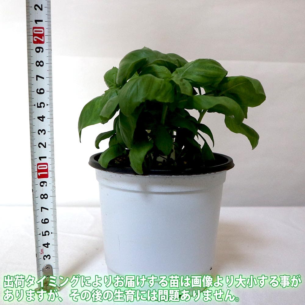 エバーリーフ ジェノベーゼ スイートバジルの苗【ハーブ苗 12cmポット】