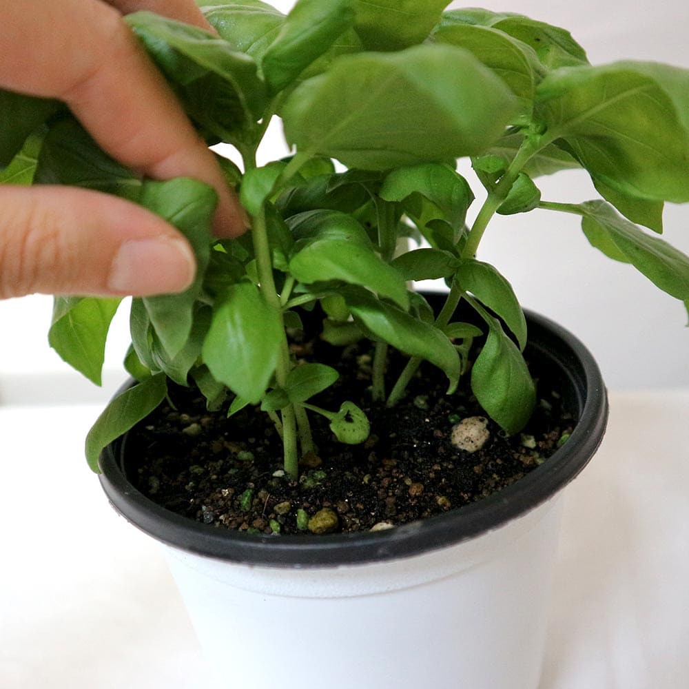 エバーリーフ ジェノベーゼ スイートバジルの苗【ハーブ苗 12cmポット】