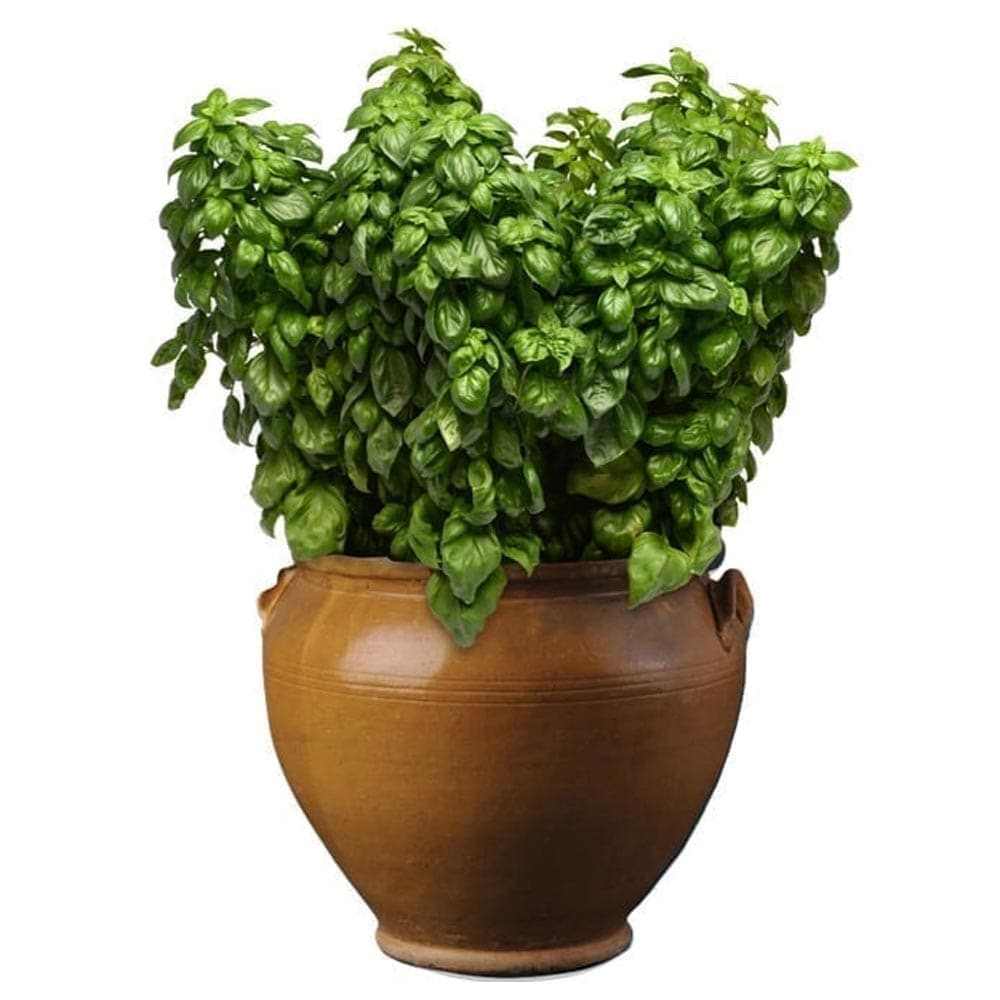 エバーリーフ ジェノベーゼ スイートバジルの苗【ハーブ苗 12cmポット】