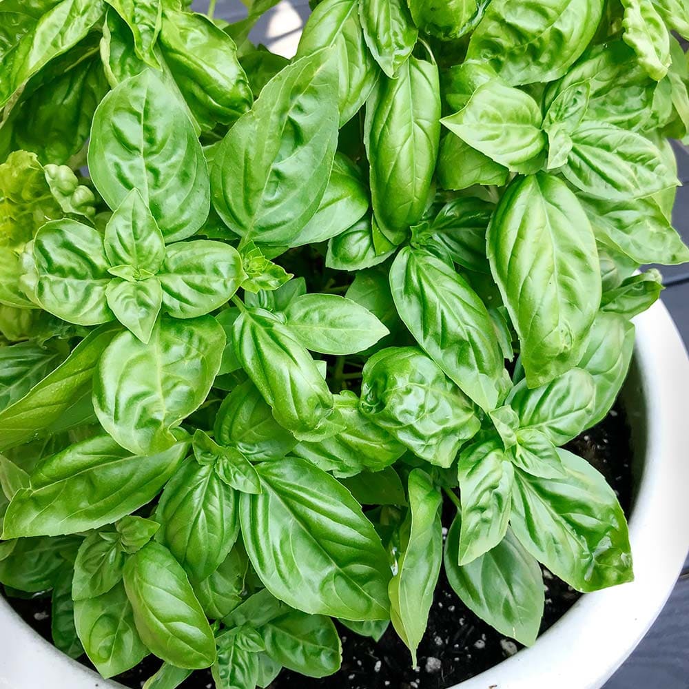 エバーリーフ ジェノベーゼ スイートバジルの苗【ハーブ苗 12cmポット】