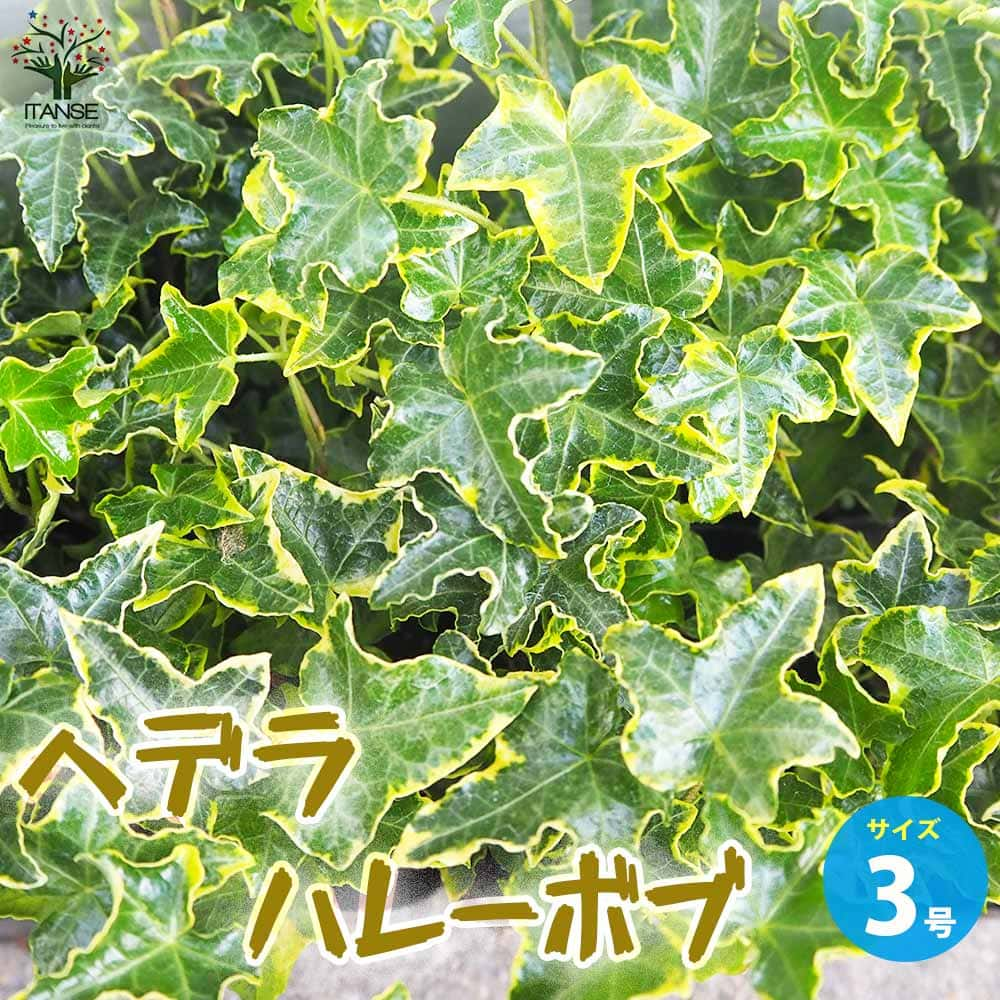 ヘデラ ハレーボブ【観葉植物 3号ポット】