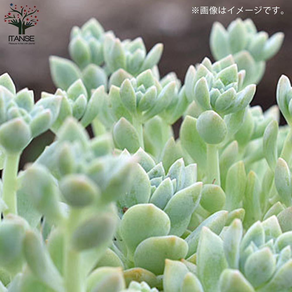 セダム・プロリフェラ【花苗 3号ポット苗 グランドカバー苗】｜ 【植物