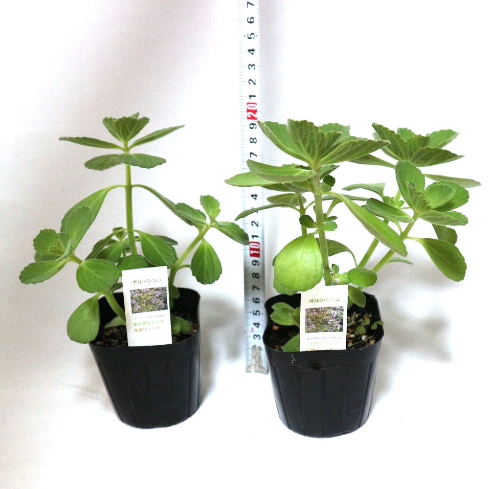 「ボルトジンユ」(人気上昇中の健康ハーブ)ハーブ9cmポット苗【2個セット】
