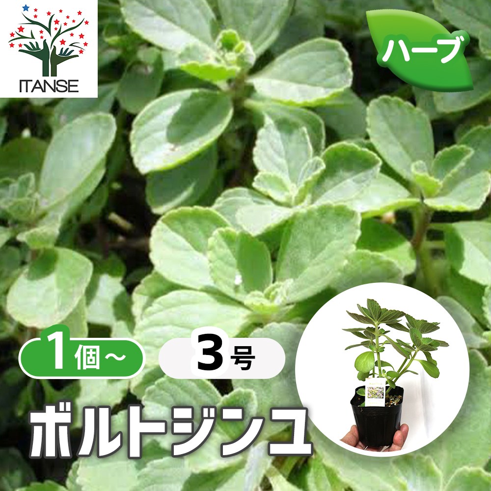 ボルトジンユ　ハーブ　苗　花木　多肉植物。香り。沖縄。山薬草。ボトルジンユ。樹木 ボルトジンユ【ハーブ苗9cmポット苗／1個～】｜ 【植物のITANSE