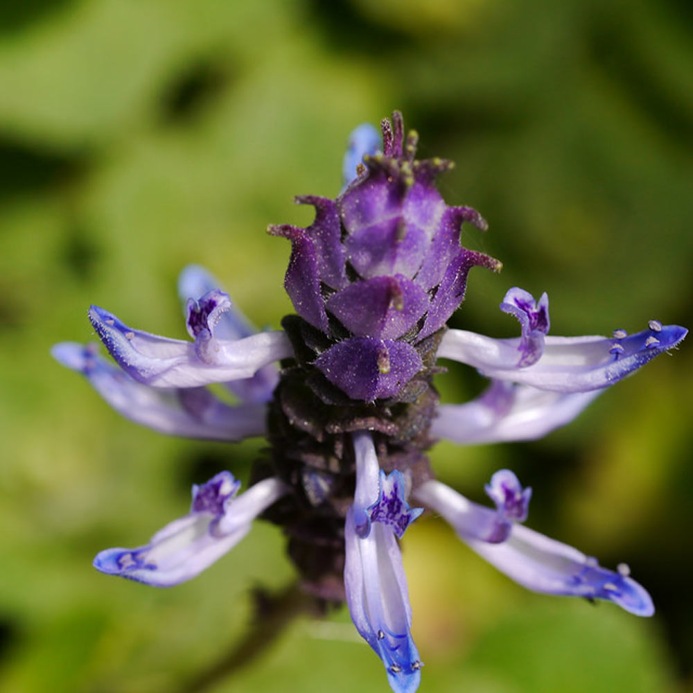 「ボルトジンユ」(人気上昇中の健康ハーブ)ハーブ9cmポット苗【2個セット】