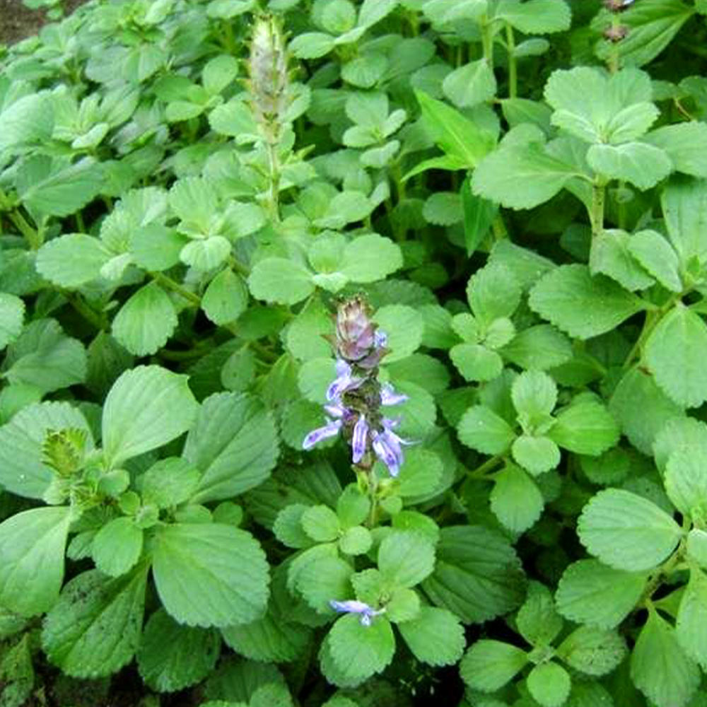 「ボルトジンユ」(人気上昇中の健康ハーブ)ハーブ9cmポット苗【2個セット】