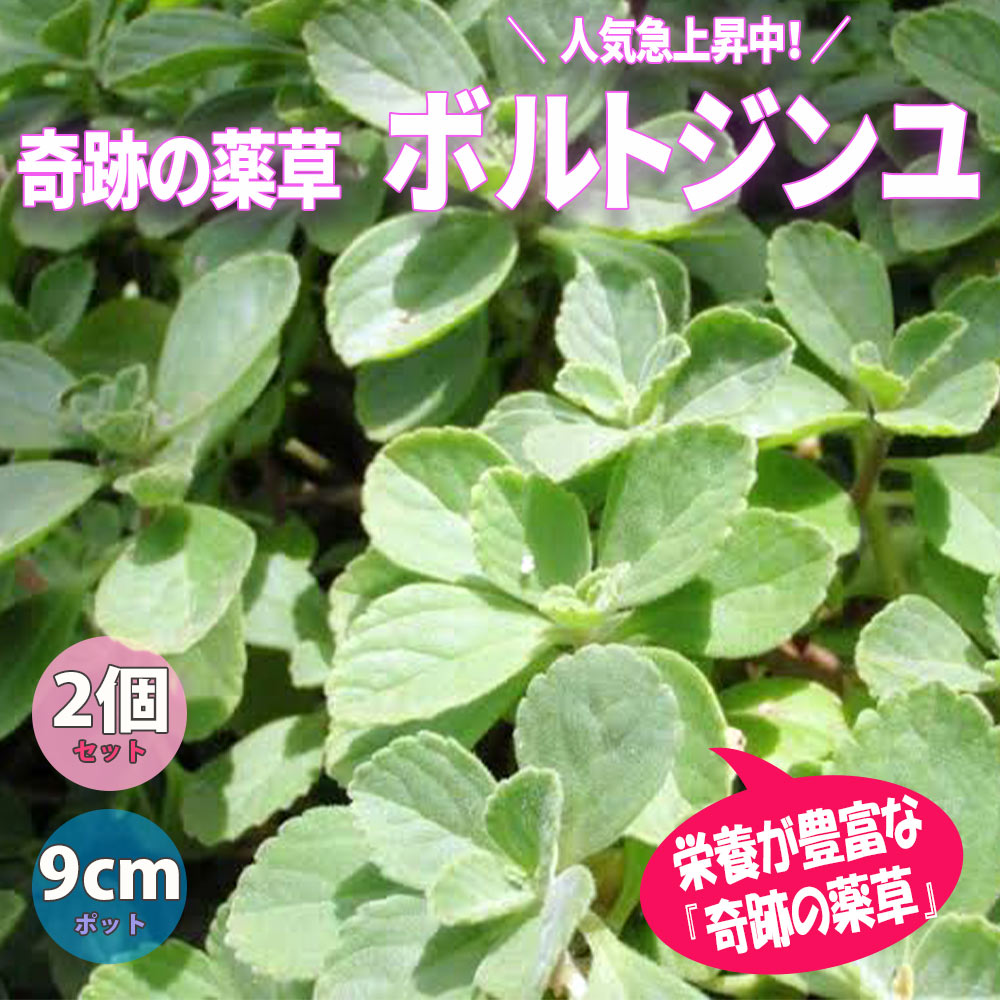 「ボルトジンユ」(人気上昇中の健康ハーブ)ハーブ9cmポット苗【2個セット】