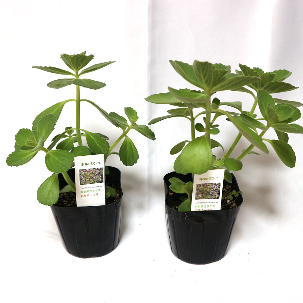 「ボルトジンユ」(人気上昇中の健康ハーブ)ハーブ9cmポット苗【2個セット】