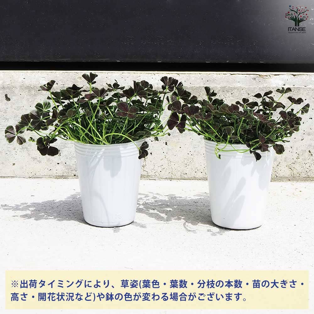 クローバー ニグリカンズ 2個～【花苗 2.5号ポット】｜ 【植物の