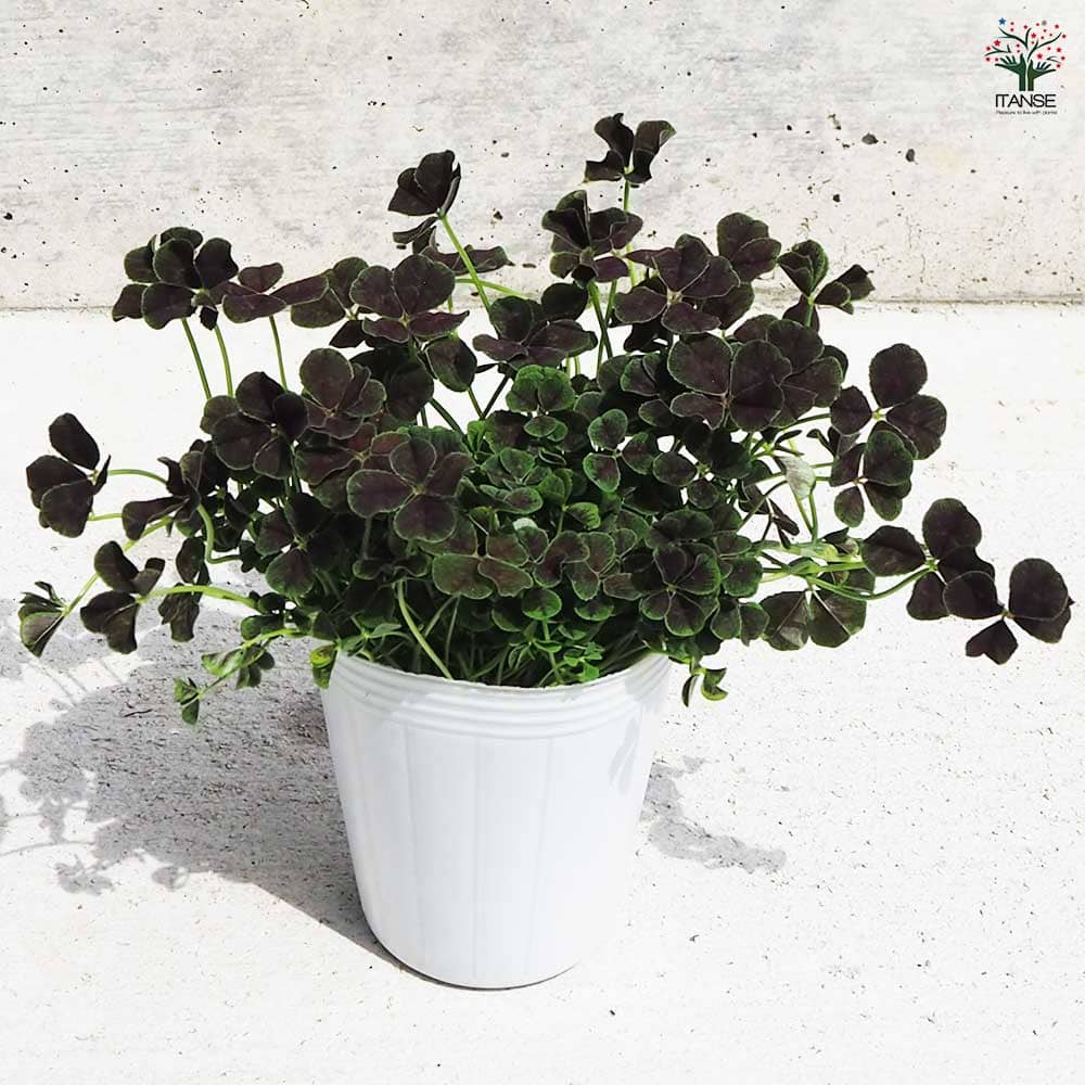 クローバー ニグリカンズ 2個～【花苗 2.5号ポット】｜ 【植物の