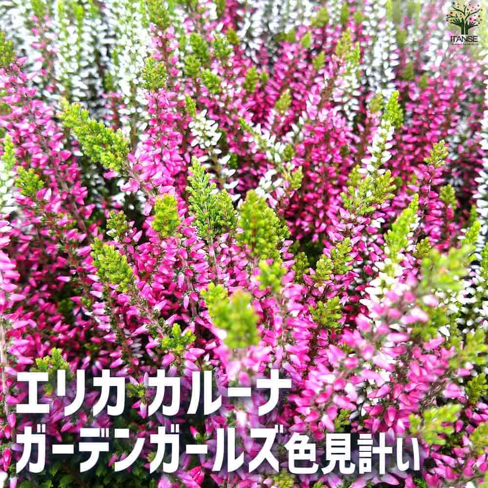 カルーナ ガーデンガールズ色見計い 【花木苗 5号鉢】