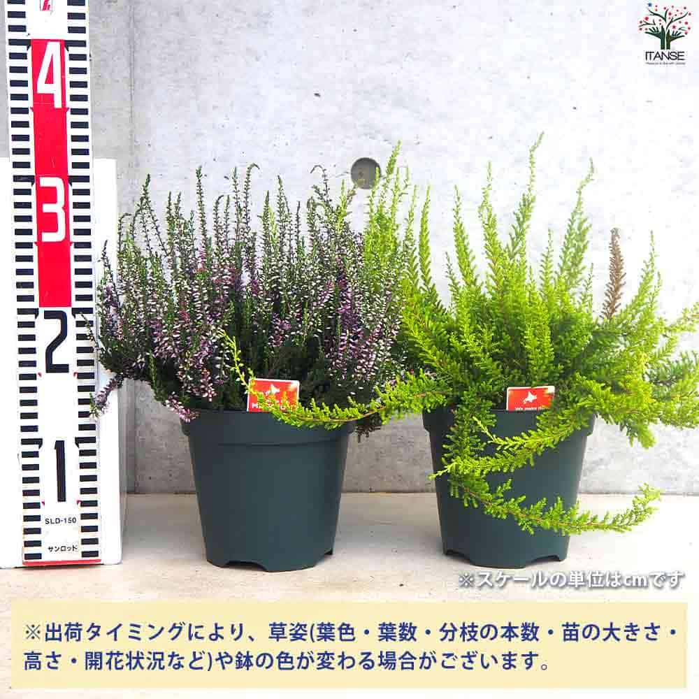 カルーナ ガーデンガールズ色見計い 【花木苗 5号鉢】