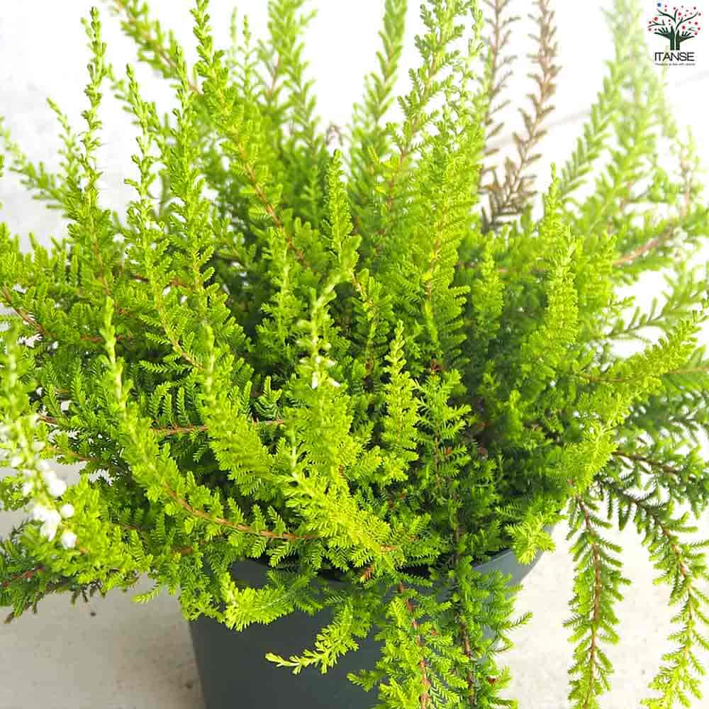 カルーナ ガーデンガールズ色見計い 【花木苗 5号鉢】