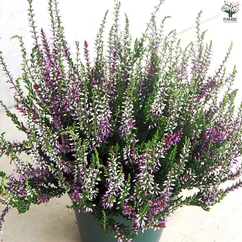 カルーナ ガーデンガールズ色見計い 【花木苗 5号鉢】