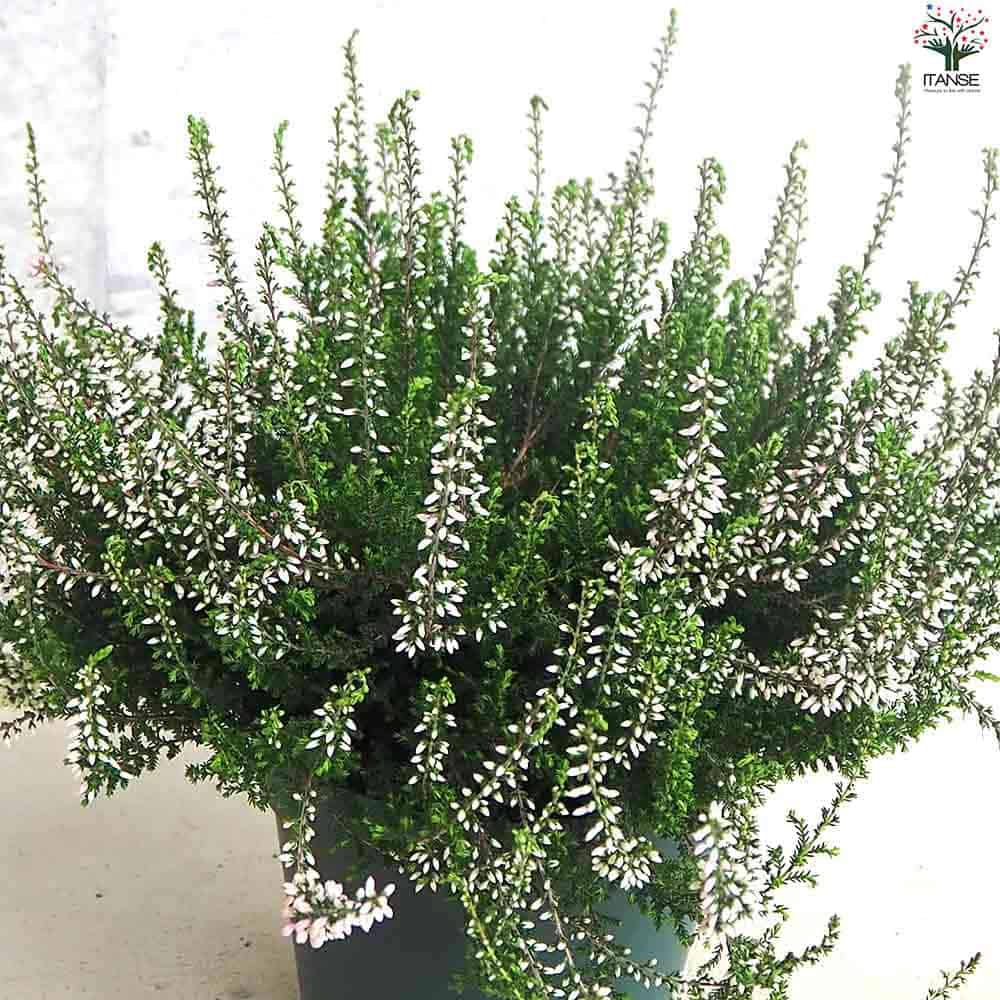 カルーナ ガーデンガールズ色見計い 【花木苗 5号鉢】