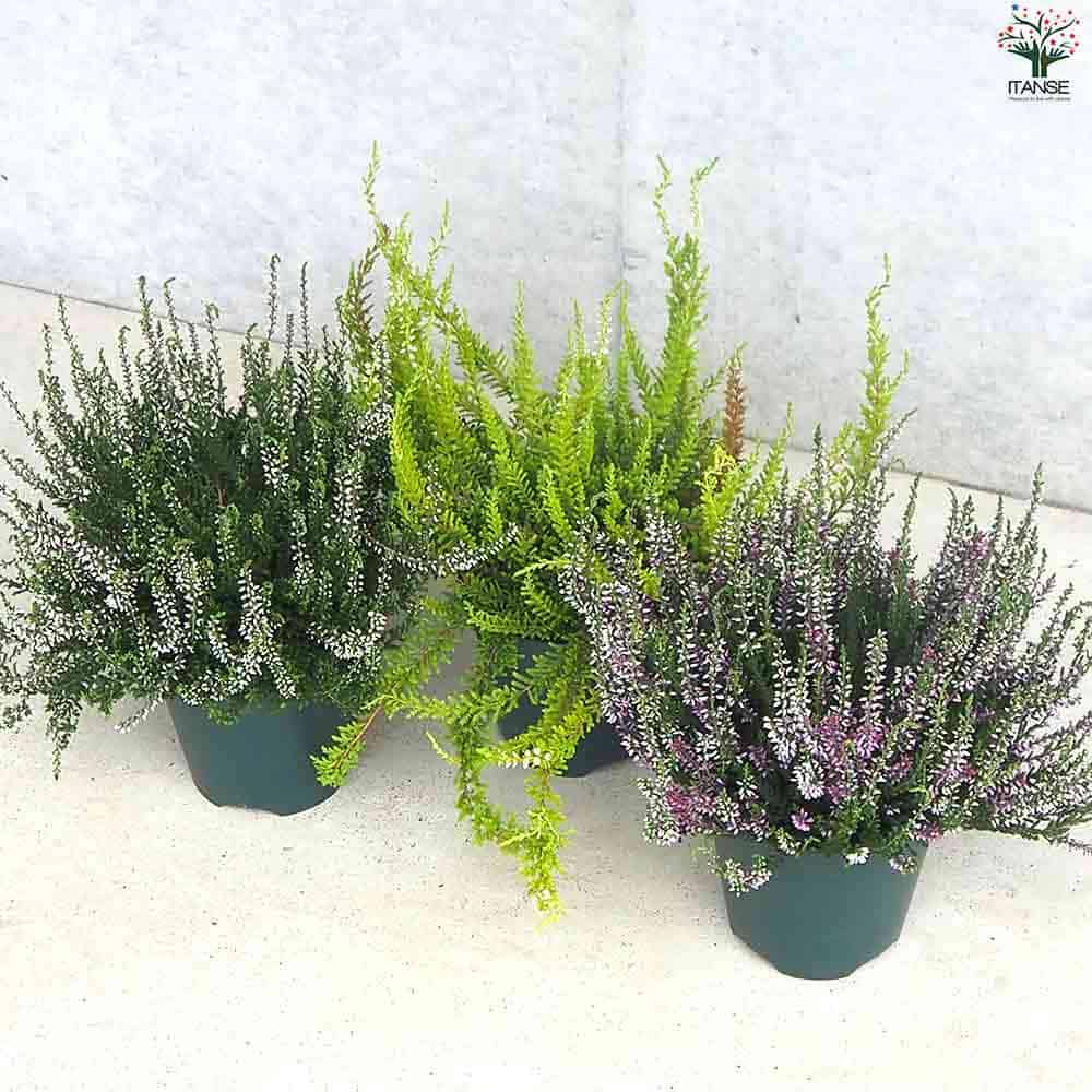 カルーナ ガーデンガールズ色見計い 【花木苗 5号鉢】