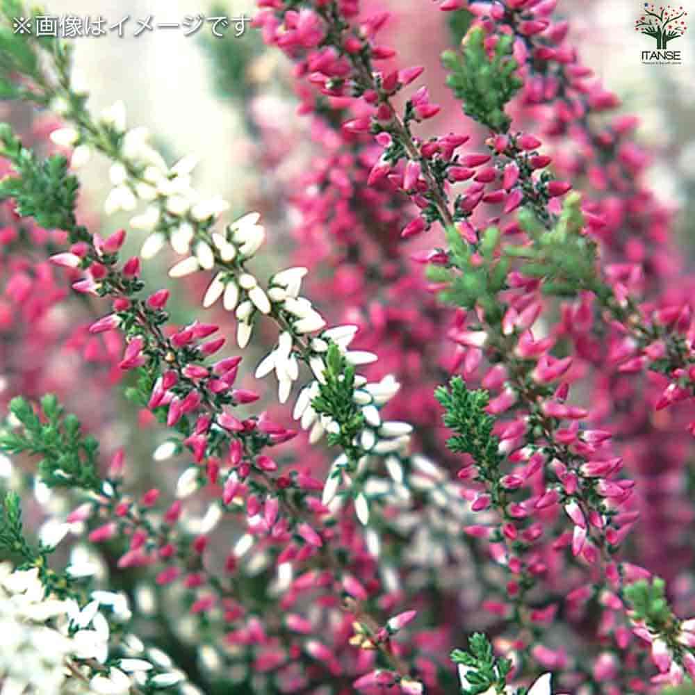 カルーナ ガーデンガールズ色見計い 【花木苗 5号鉢】