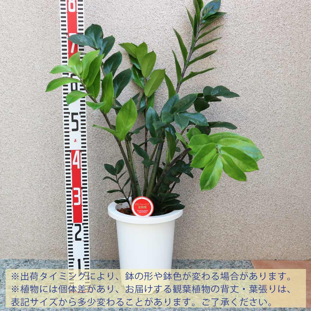ザミオクルカス・ザミーフォリア【中型 観葉植物 7号鉢／1個