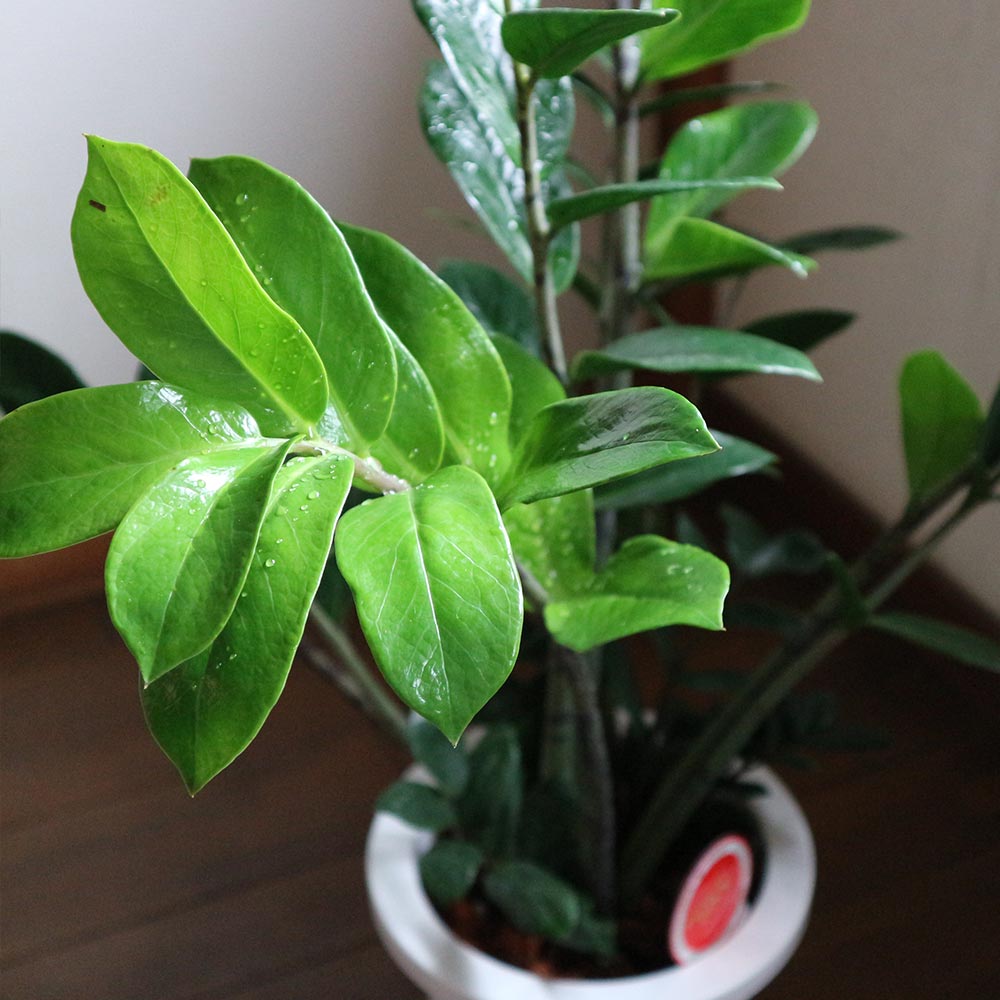 ザミオクルカス・ザミーフォリア【中型 観葉植物 7号鉢／1個